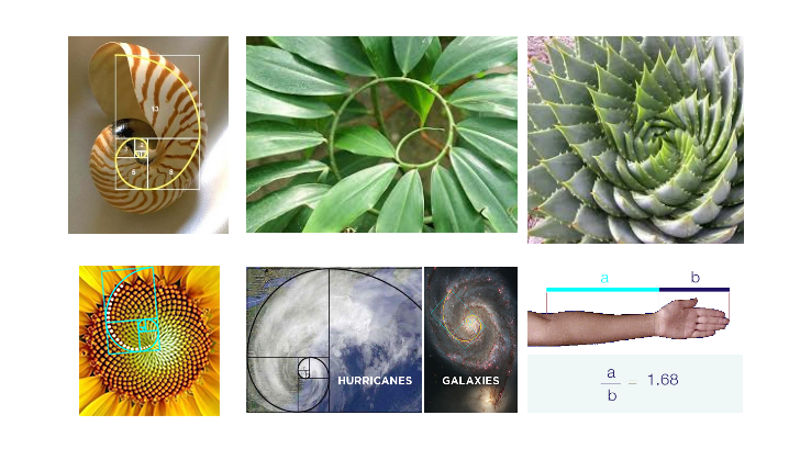 golden ratio in nature